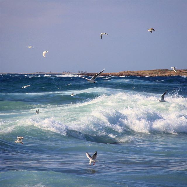 Life in a showtime whenever we want to stare.🌊 waveafterwave  birds ... (El-Mina, Tripoli)