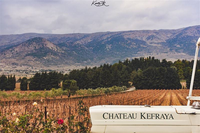 Life is short. Buy the good wine. Kefraya 1/3 (Château Kefraya)