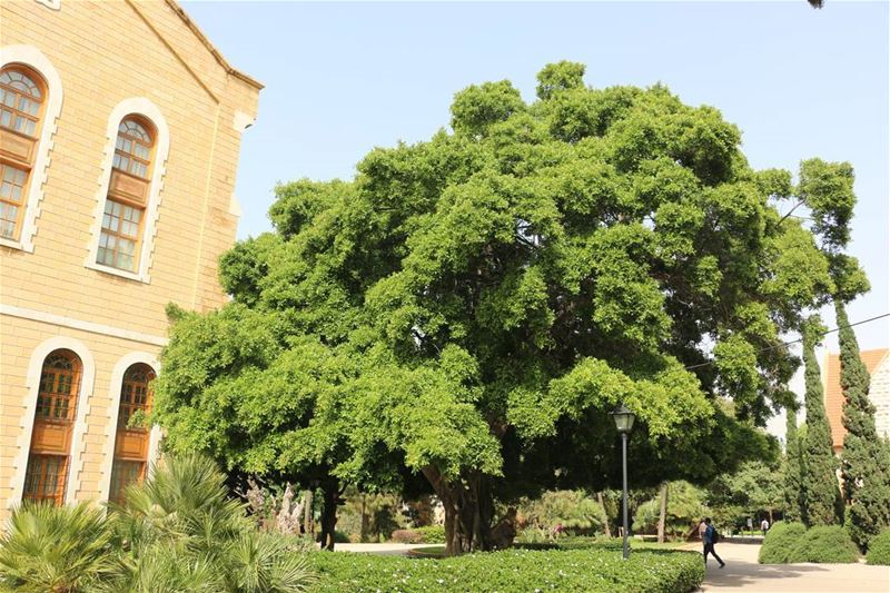 Life... life  nature  mothernature  huge  tree  monument  aub  aubcampus ... (American University of Beirut (AUB))