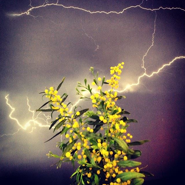  lightning strike yellow flowers clouds night nature Lebanon...