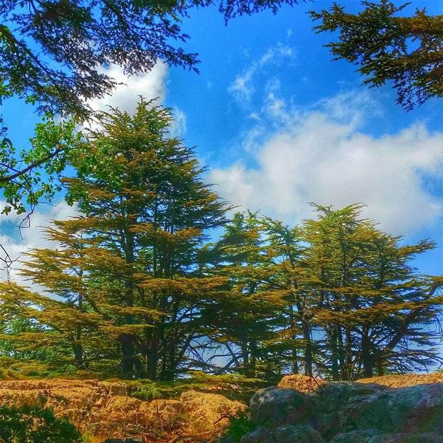 Like branches of a tree, we grow in different directions, yet our roots... (Arz Tannourine)