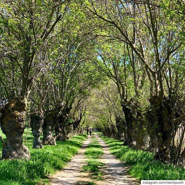 Listen to the magic whispers of old trees 💚🙌🏻 magicalplace  greenworld ... (`Ammiq, Béqaa, Lebanon)