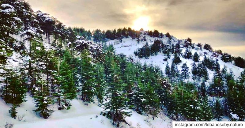 Listen to the silence of the  snow.. barouk  mountlebanon  sunset ... (Arz el Bâroûk)