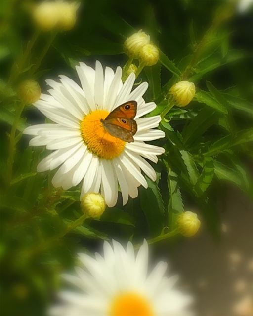 Live life like a butterfly take a rest but never forget how to fly .... (Feitroun, Mont-Liban, Lebanon)