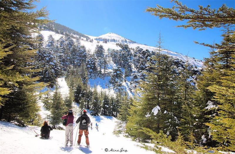 Location 📌 : Proudly "Lebanon"🌲🇱🇧🌲 lebanon  ainzhalta  snow ... (Ain Zhalta - Bmohray Cedars)
