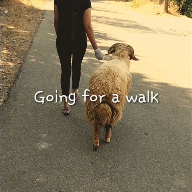 Lolli and Pop are going for a walk. sheep  animalbehavior  fat-tailed ... (Dayr Al Qamar, Mont-Liban, Lebanon)