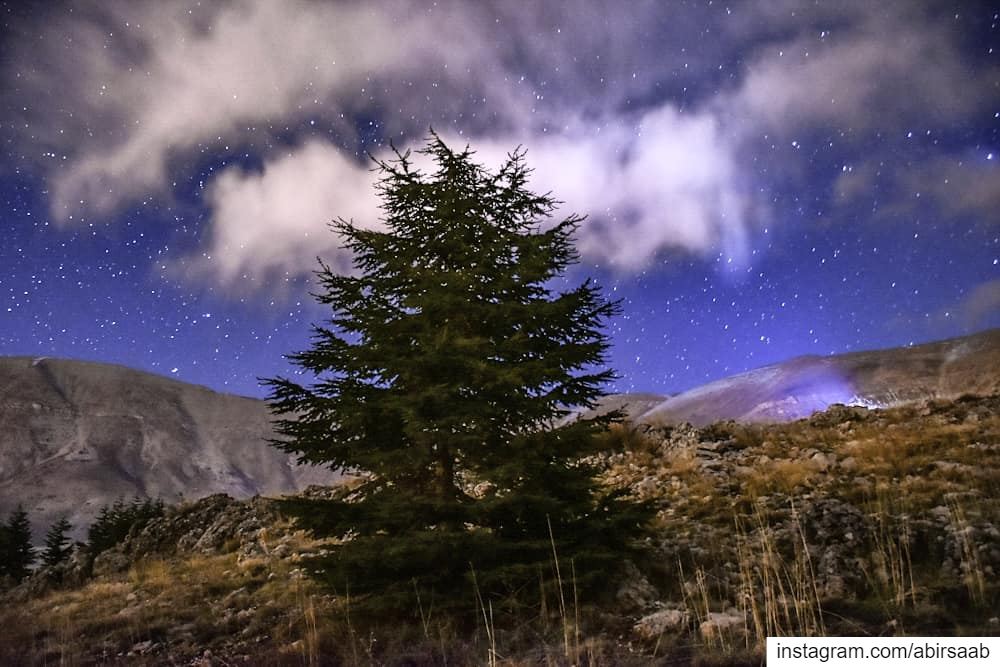 Lonesome on a starry night..  Lebanon  mountains  cedar  starry  sky ...