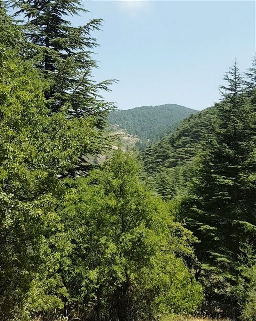 Look deep into nature, and then you will understand everything better.... (Al Shouf Cedar Nature Reserve)