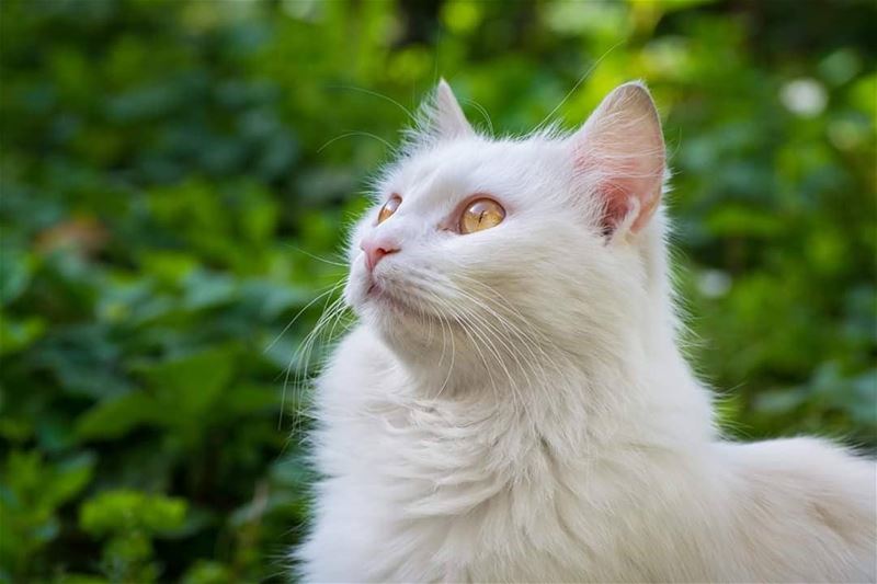 Looking for a prey ... animal  cat  nature  graden  lebanon  white ...