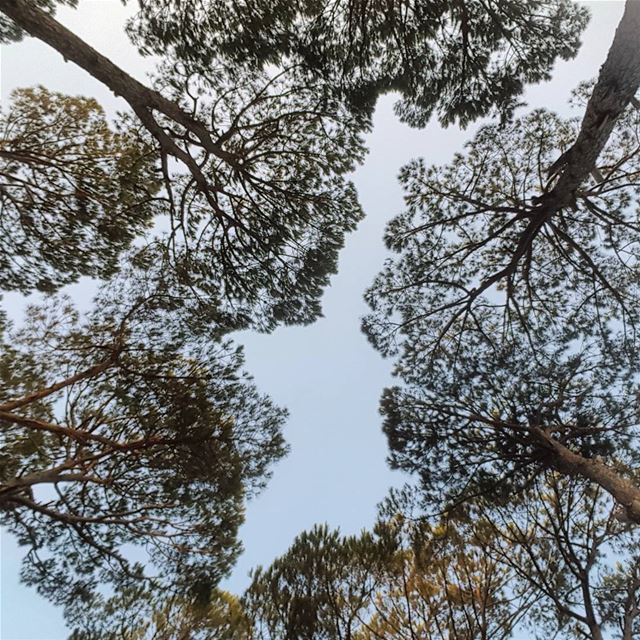 Looking up. 🌳 pine  forests of  lebanon  nature  trees  sky  blue ... (Ras ALMaten)