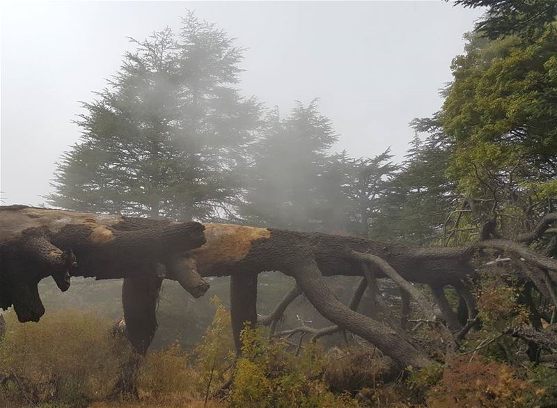 Lost In the land of giants fog  deadtree  cedars  forest  lebanon  ehden...