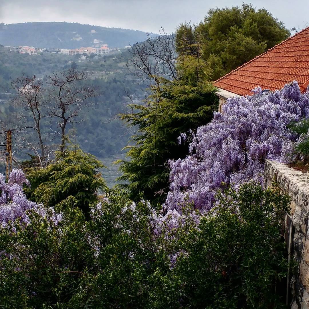 Love the sight of wisteria in the Spring. The petals are edible and can be... (Dayr Al Qamar, Mont-Liban, Lebanon)