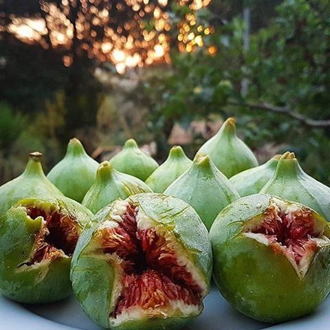 Love these fruits ❤️☀️ Do you like the green or purple figs? 👌 Credits to @husseinw lebanoneatsvegan