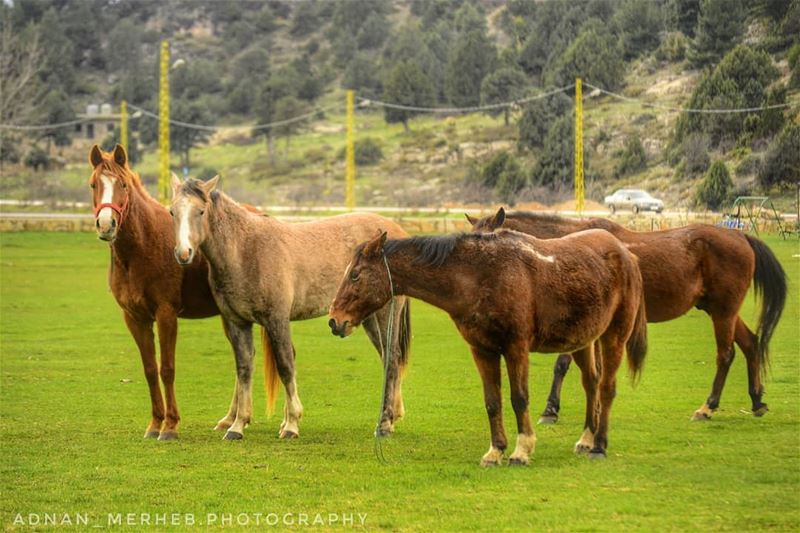 Love❤️ horses  horse  horsesofinstagram  socialsteeze  horseshow ... (El Qammoûaa)