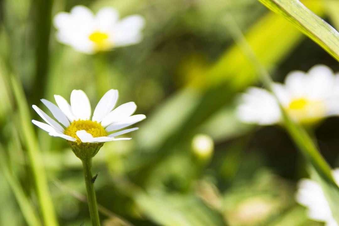 Lovely daisies ❤️  photooftheday  photography  photographer  photo  nature...