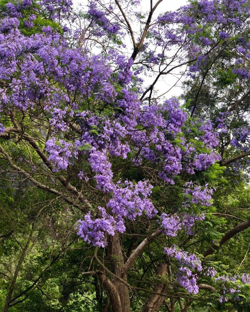 Loving that tree and it’s purple flowers.  trees  flowersofinstagram ...