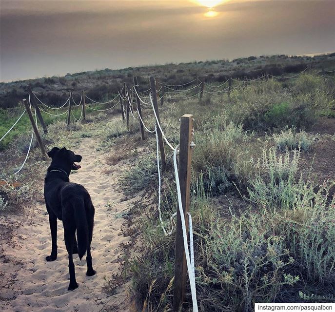 Lumumba’s cheesie  sunset  natural  nature  naturephotography  dog  eid ... (Tyre, Lebanon)