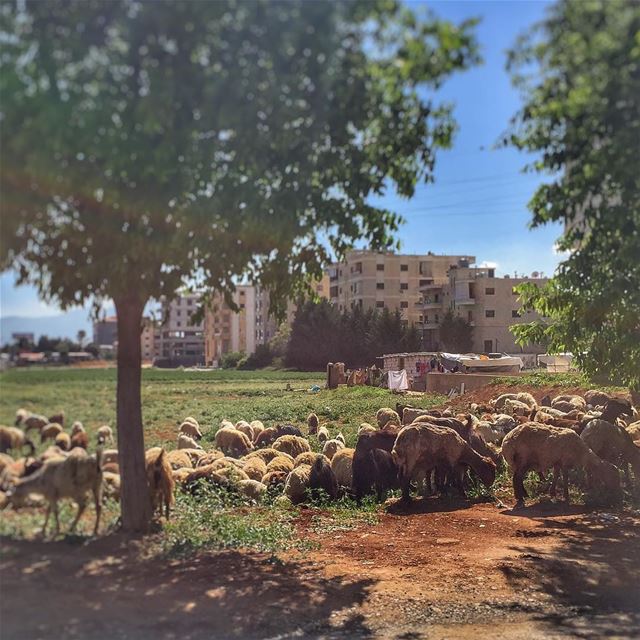 Lunch time -  Nature  Sheep  Trees  Tent  LiveLoveLebanon  wearelebanon ... (Zahlé, Lebanon)