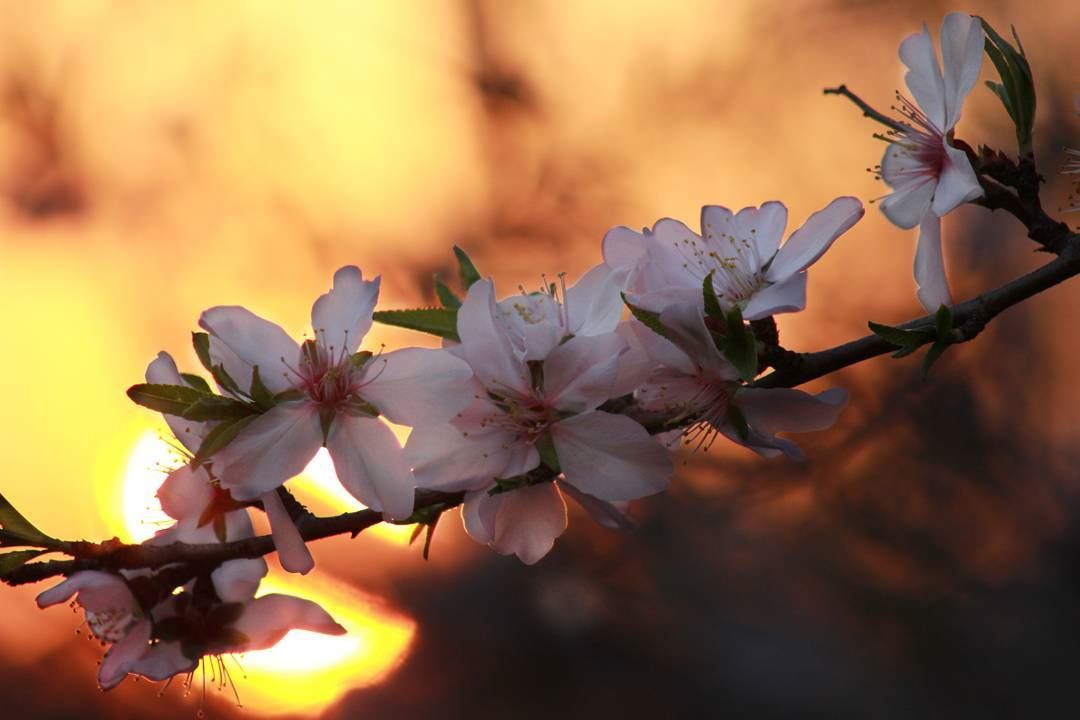 Magic Flower sun  sunset  almond  flower  tree  fire  color  southlebanon... (Toûlîne, Al Janub, Lebanon)