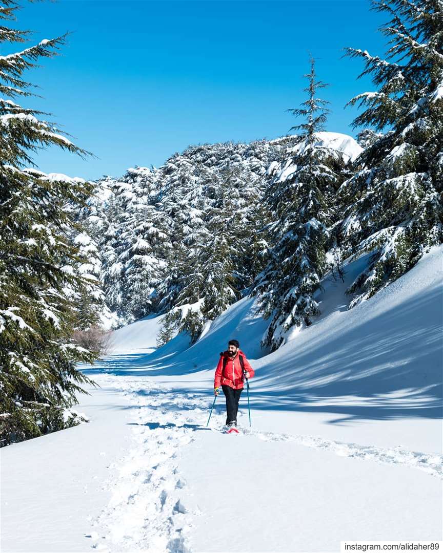 Make time for the great outdoors ☀️❄️....... landscapephotography... (Al Shouf Cedar Nature Reserve)