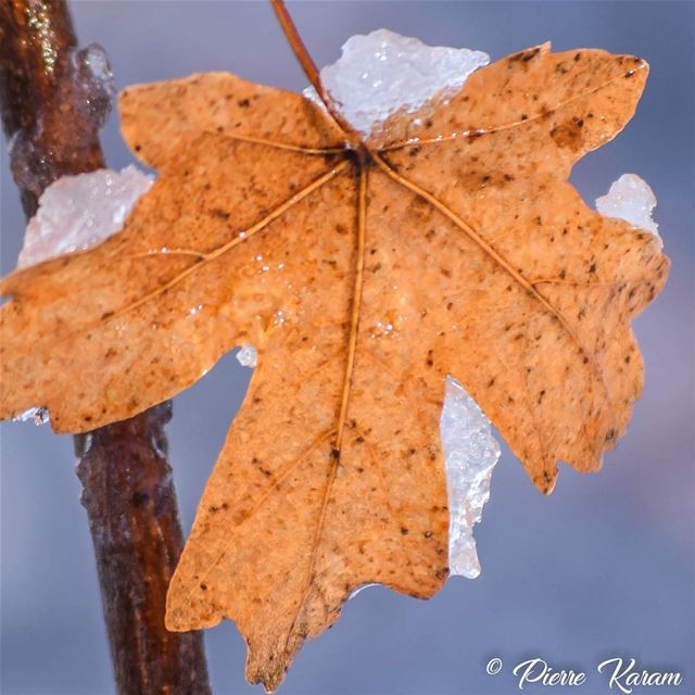  maple  leaf in the  snow lebanon  lebanese  mountain  cold  winter ...