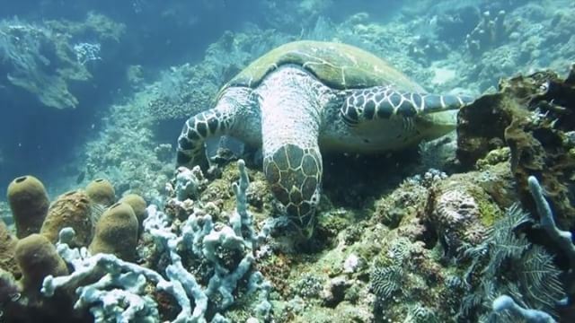 Marine seduction , filmed in  indonesia  amed  tulamben  turtles ...
