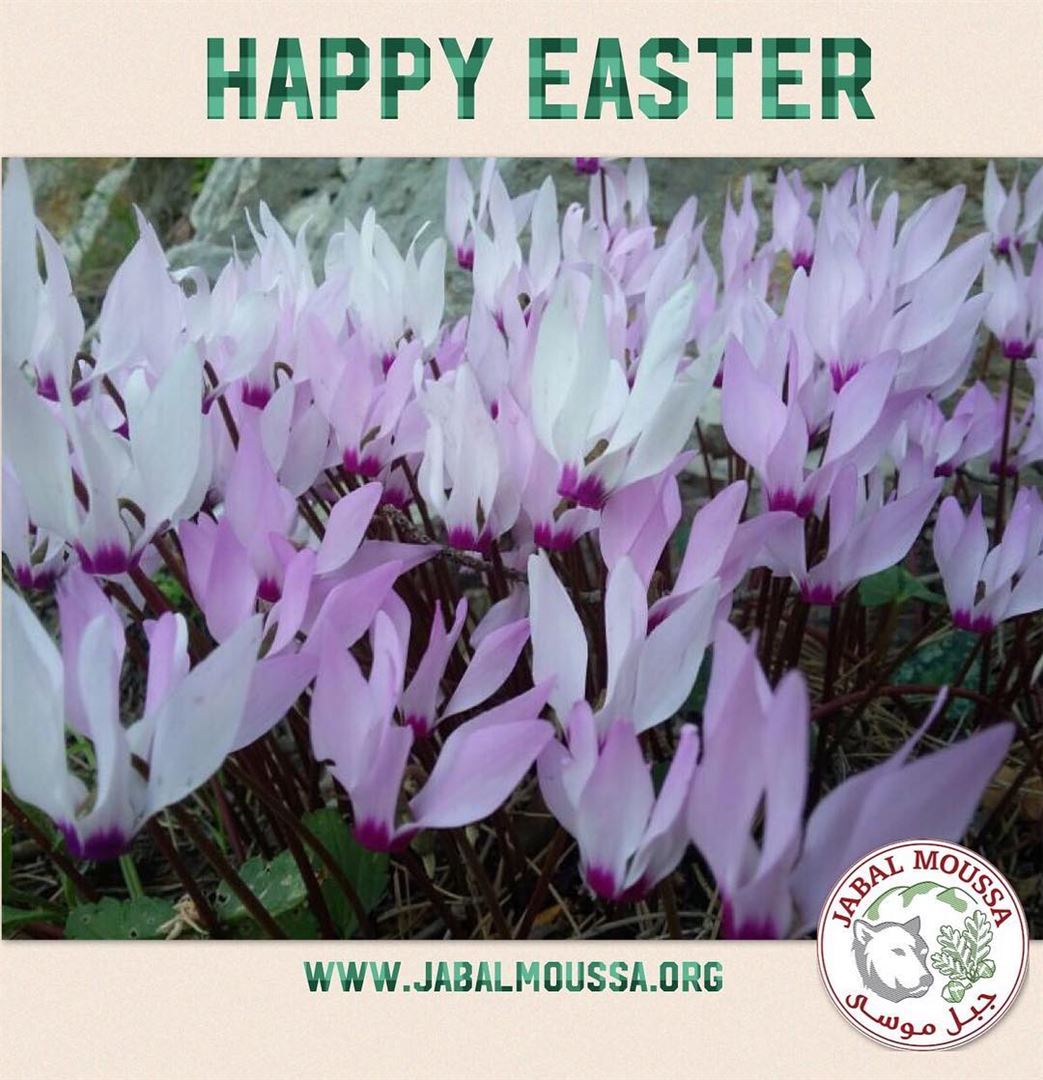May your  Easter  Basket be Full of  Joy,  Peace and  Positive energy!... (Jabal Moussa)