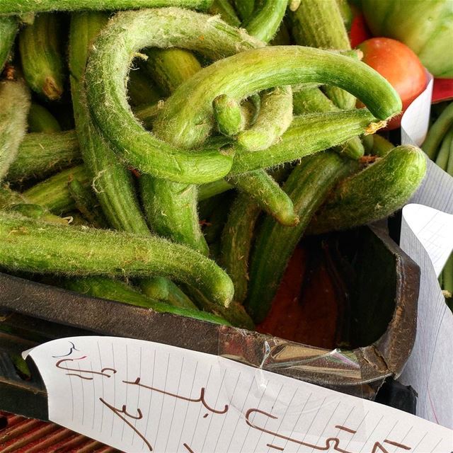 Me'tee baladi 3000LL ($1 pound), fresh and local cucumbers called me'tee.... (Dayr Al Qamar, Mont-Liban, Lebanon)