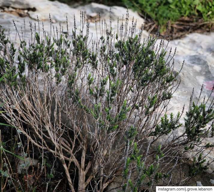 Meanwhile in Jezzine's hillsides 🌿 WildThyme  Thyme  Mountains ...