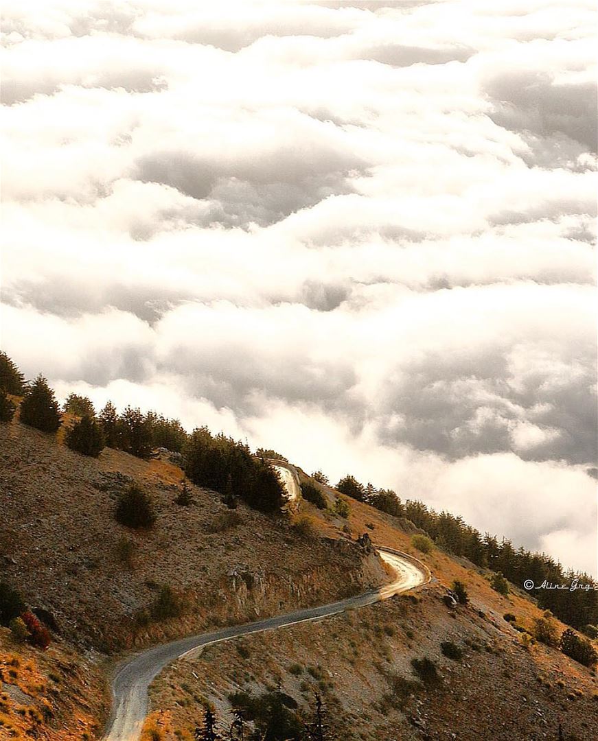 Meet me where the clouds touch the road.. 🍁🍂☁️ sunset  autumn  road ... (Al Shouf Cedar Nature Reserve)