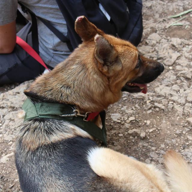 Meet Nina... doglovers  instadog  pets  dogsofinstagram  adventuredog ... (Lebanon)