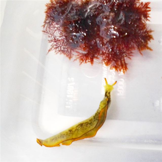 Meet the solar-powered sea slug, captured from the Batroun area....