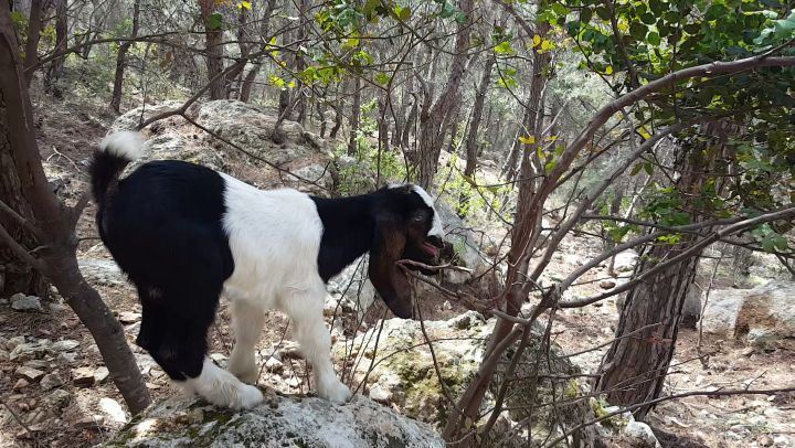 Met this baby on my way in the woods ,cuuute  animallovers  bestofnature ... (Miziâra, Liban-Nord, Lebanon)