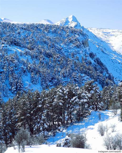 Mighty Cedars ❄ ... ... backcountryskiing lebanon  snow  ski  instagood... (Hadath Al Jubbah, Liban-Nord, Lebanon)