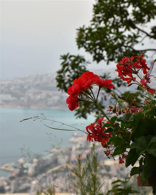 missing Lebanon 🇱🇧 (Beirut, Lebanon)