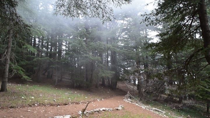 Misty mountains. ... (Bâroûk, Mont-Liban, Lebanon)