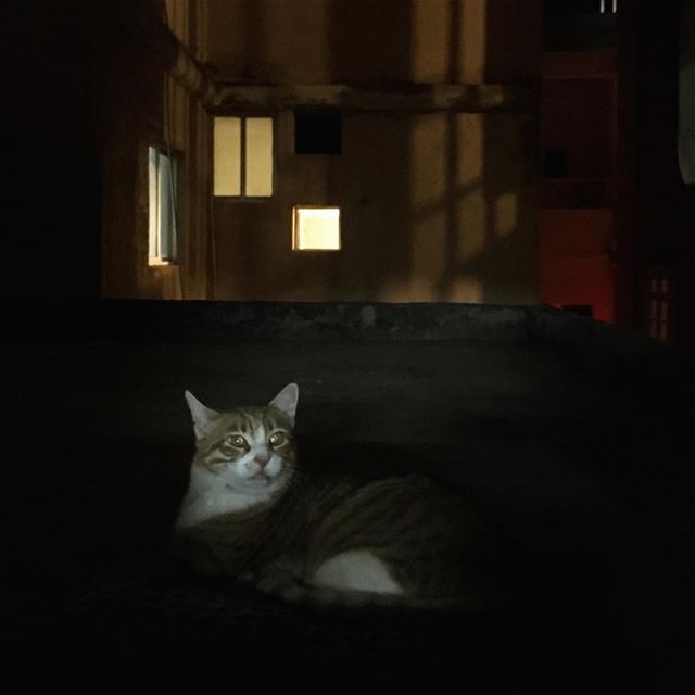 Momo, guardian of the night  cat  pet  streetphotography  catsofinstagram ... (Tyre, Lebanon)