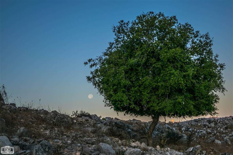 Moon set from Houmine Al Fawka moon  moonset  tree  nature  lebanon ... (Hoûmîne El Faouqa, Al Janub, Lebanon)