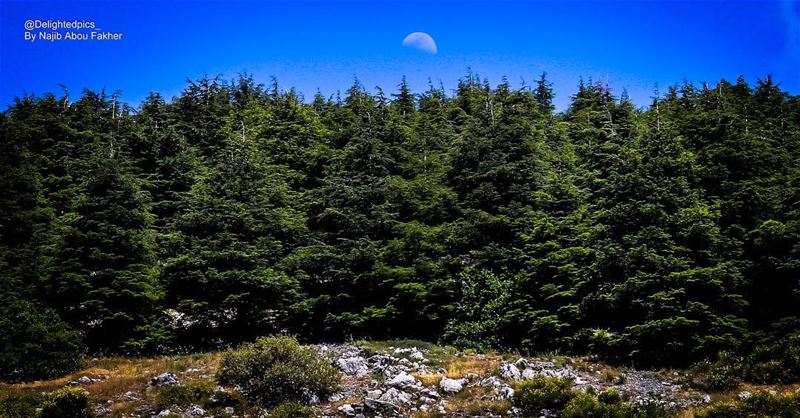 moon  sky  blue  trees  land  green  cedars  lebanon  barouk  arez ...