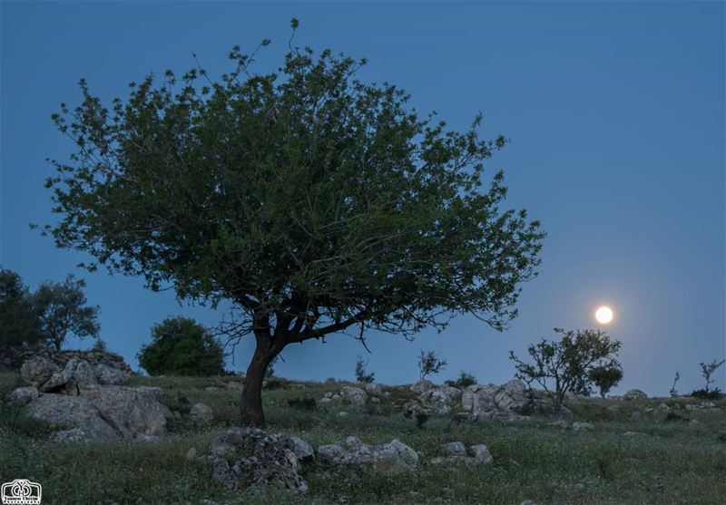 Moonset from  houminealfawka  moon  moonset  tree  sky  landscape ...