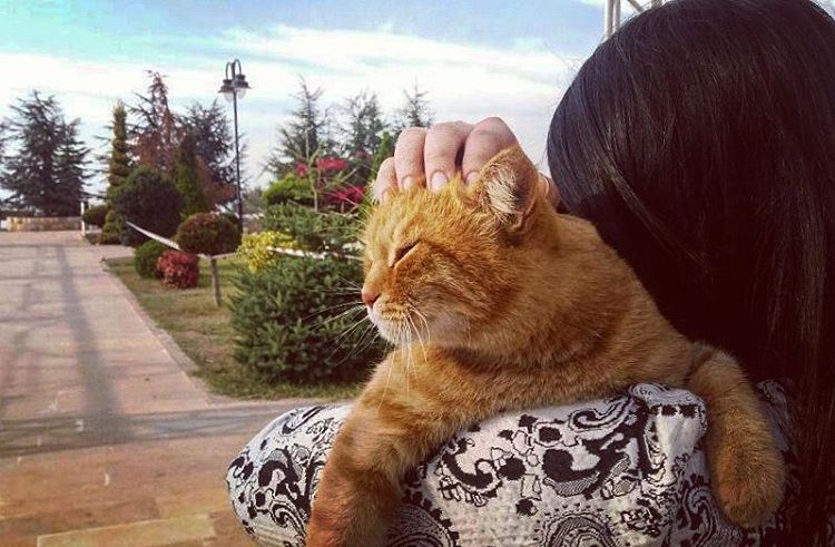 Morning hugs. 😽  Beirut  lebanon  pets  cats  catsofinstagram ...