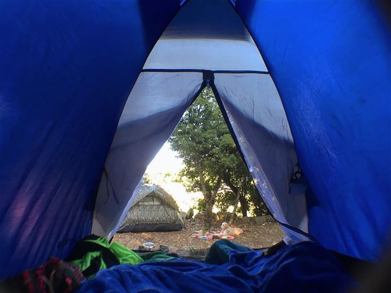 Morning view 💙..... tiger  camping  camp  morning  dog  tent  fun ...