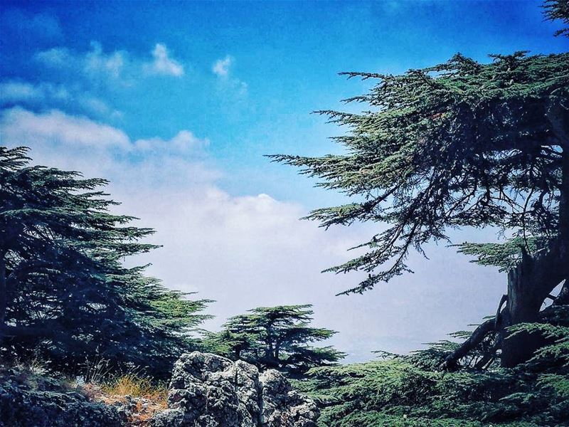  mornings 🌲 naturearchitecture  livelovebeqaa  paceofnature  trees ... (Maasser Ech Chouf, Béqaa, Lebanon)