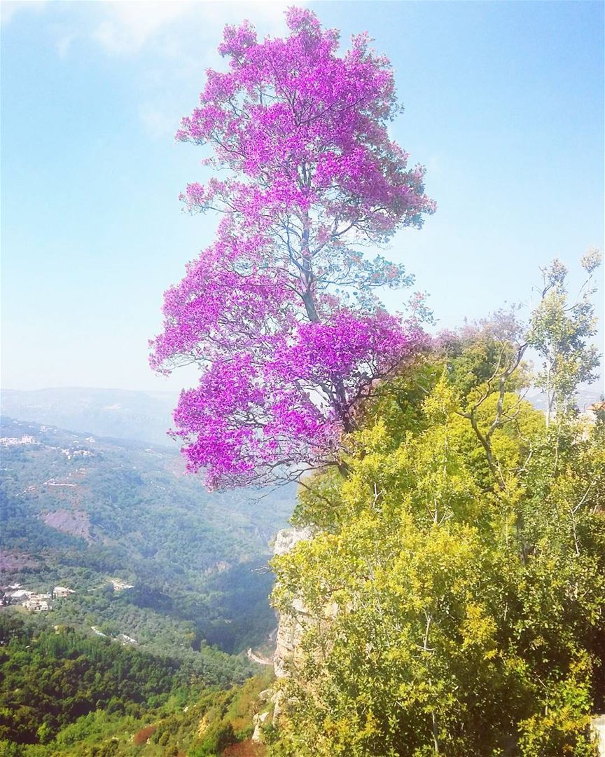  mountains  mothernature  mood  treelovers  edited  adaytoremember ... (Jezzîne, Al Janub, Lebanon)