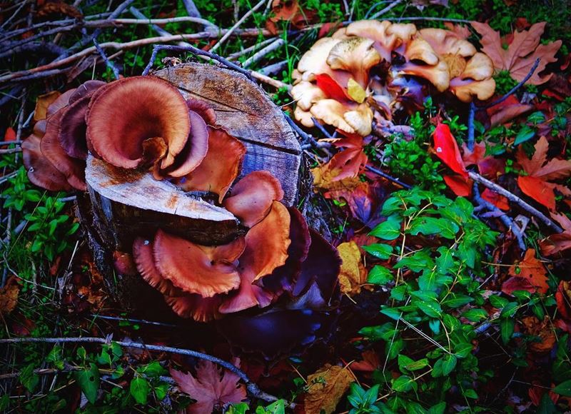 Mushrooms 🍄 in the forest ! 🍁•• mushroom  mushroomsociety  mushrooms ... (Planet Earth)