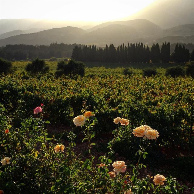 my  country  lebanon bekaa @livelovebekaa  nature winery roses picoftheday... (Château Kefraya)