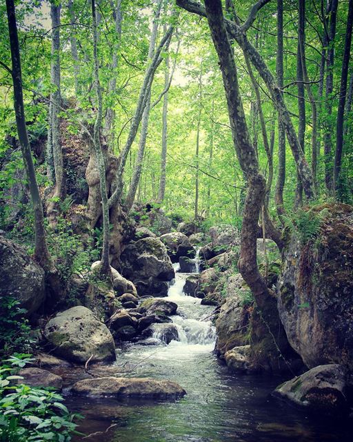 My dreams come true in this fairytale. river  flow  nature  jungle  tree ... (Tannourine)