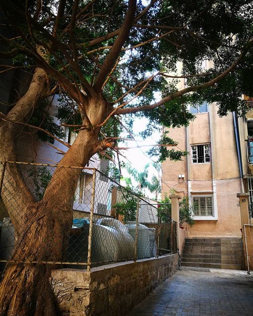 my  escape when  work gets  crazy  tree in the  middle of the  city ♥ (Hamra, Beyrouth, Lebanon)