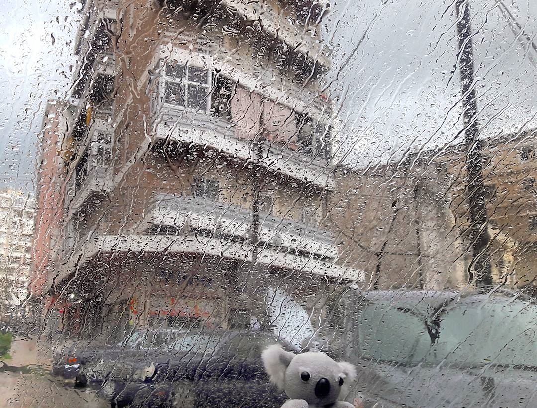 My Koala loves the rain 💦💦💦  Koala  Cute  Doll in my  Car  Tripoli ... (ابي سمراء)