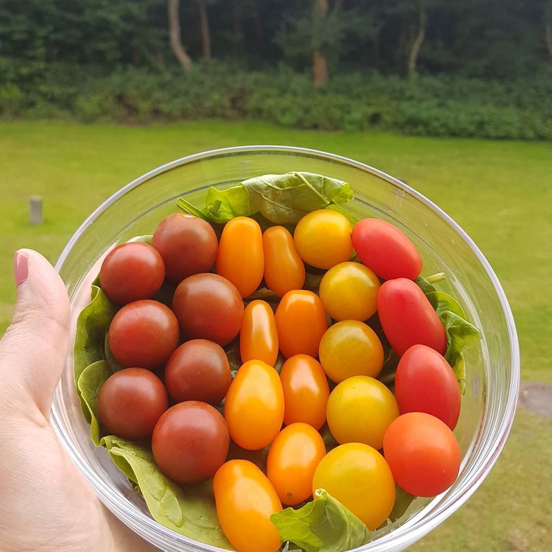 🌈My perfect  snack 🌈Those tomatoes are super sweet 🍅with a side of ... (Germany)